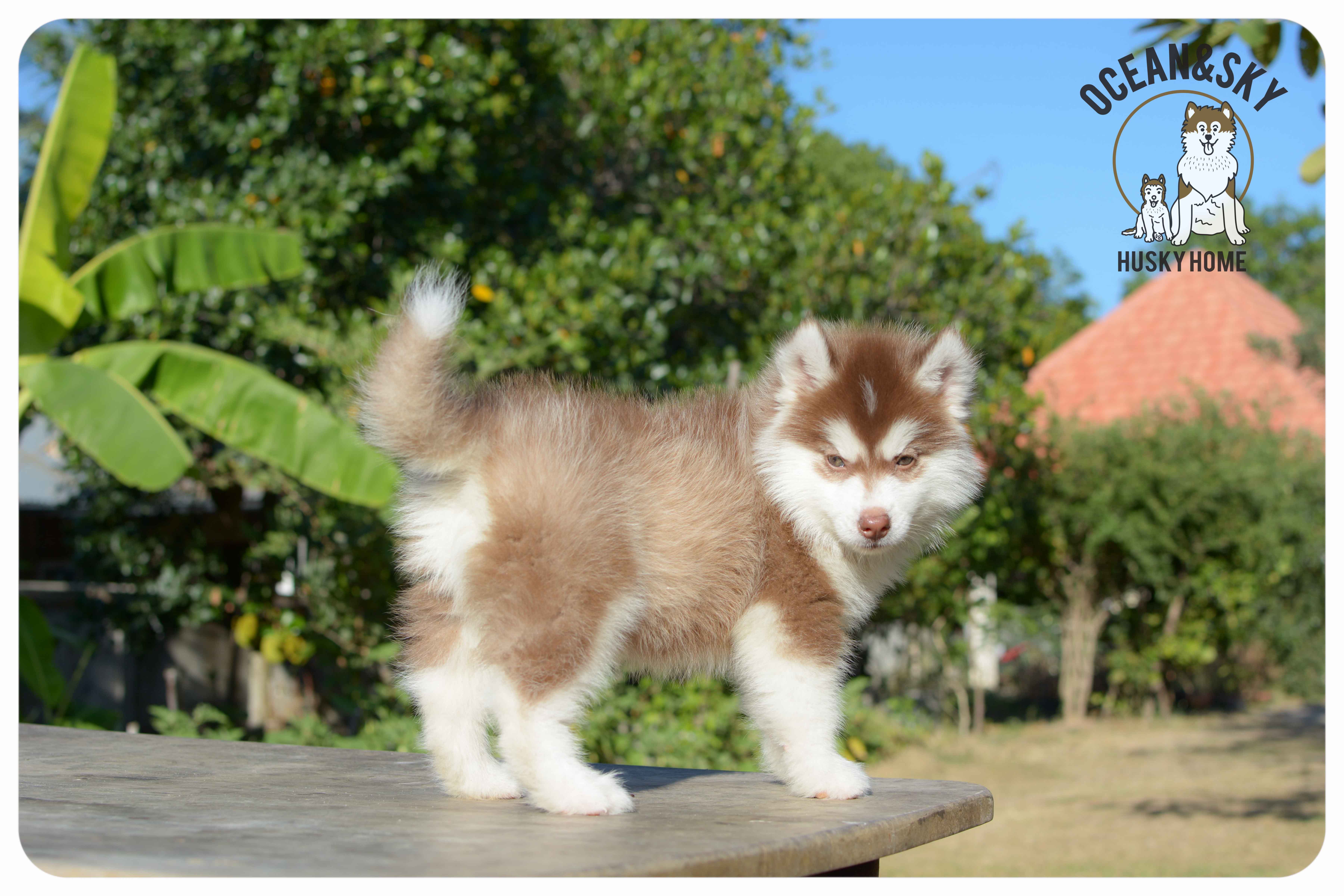 เปิดจองน้องๆไซบีเรียนขนฟู สีน่ารัก ผู้3ตัว เมีย3ตัว มันนี่ + แฮรี่