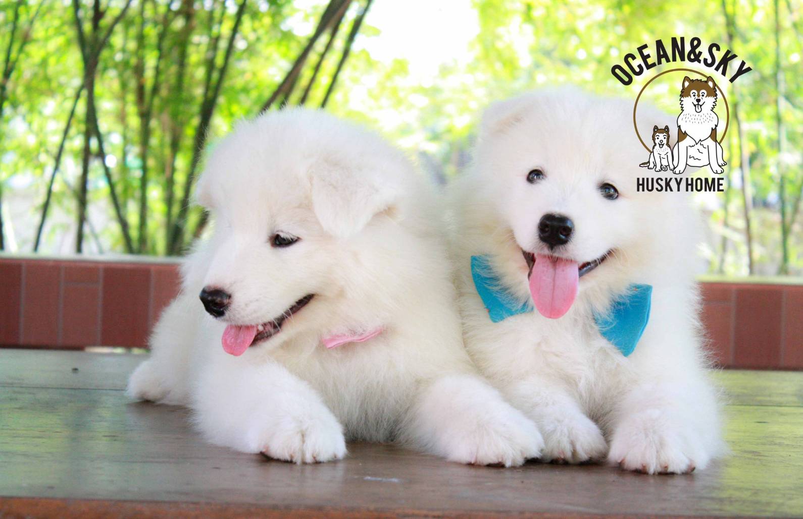 ซามอยด์ (Samoyed) ซามอยด์
