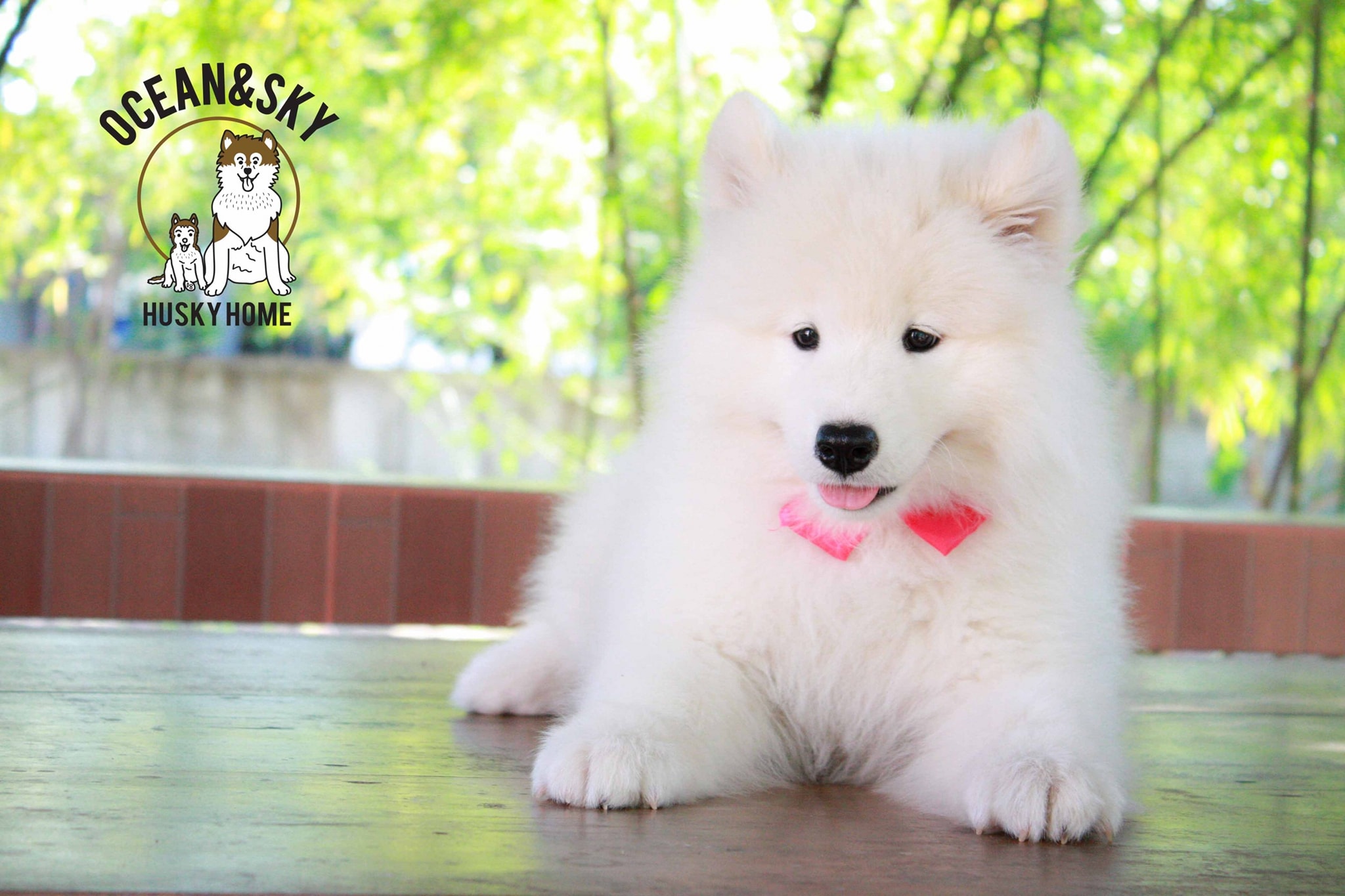 ซามอยด์ (Samoyed) ซามอยด์