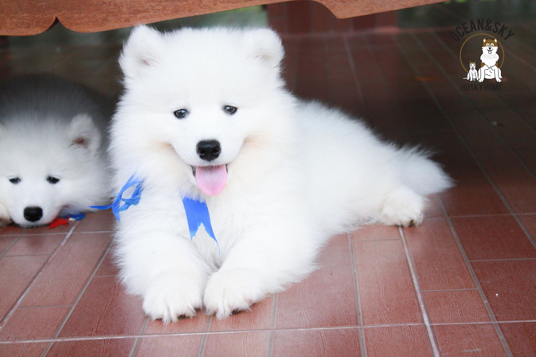 ซามอยด์ (Samoyed) ซามอยด์