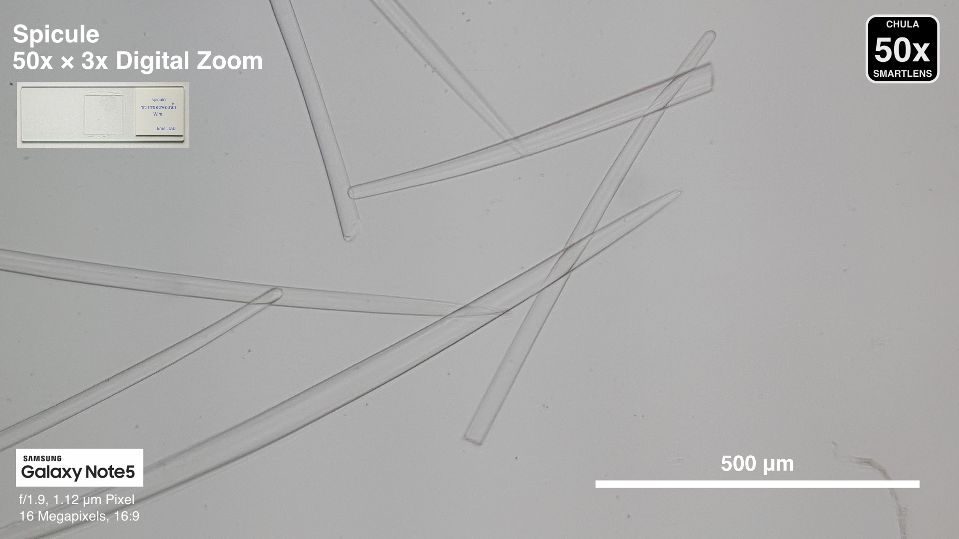 CUsmartlens 50X (เปลี่ยนมือถือให้เป็นกล้องจุลทรรศน์)