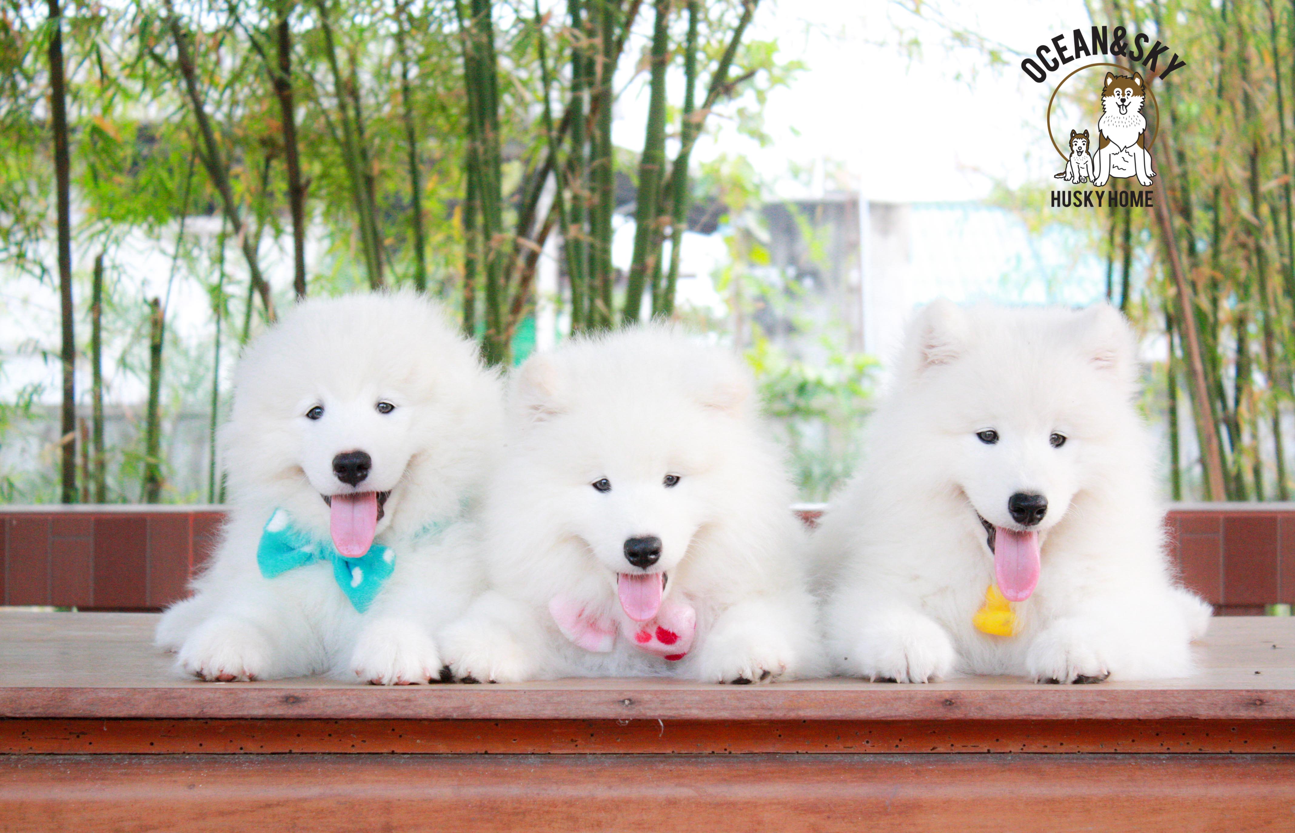 Samoyed , ซามอยด์ , ขายซามอยด์ , ขายSamoyed , ขายลูกสุนัขซามอยด์ ,ขายลูกสุนัขSamoyed