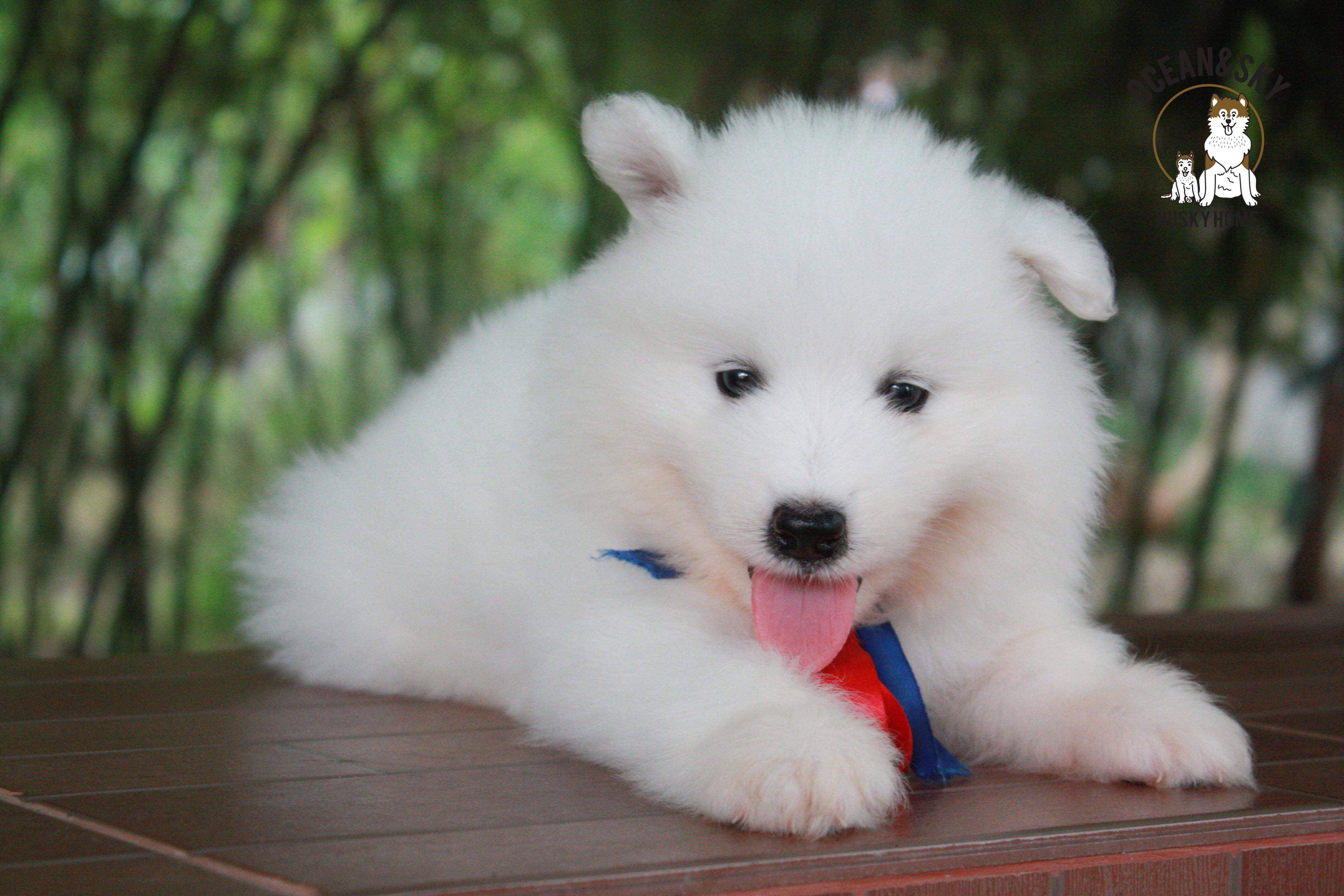 ซามอยด์ samoyed female