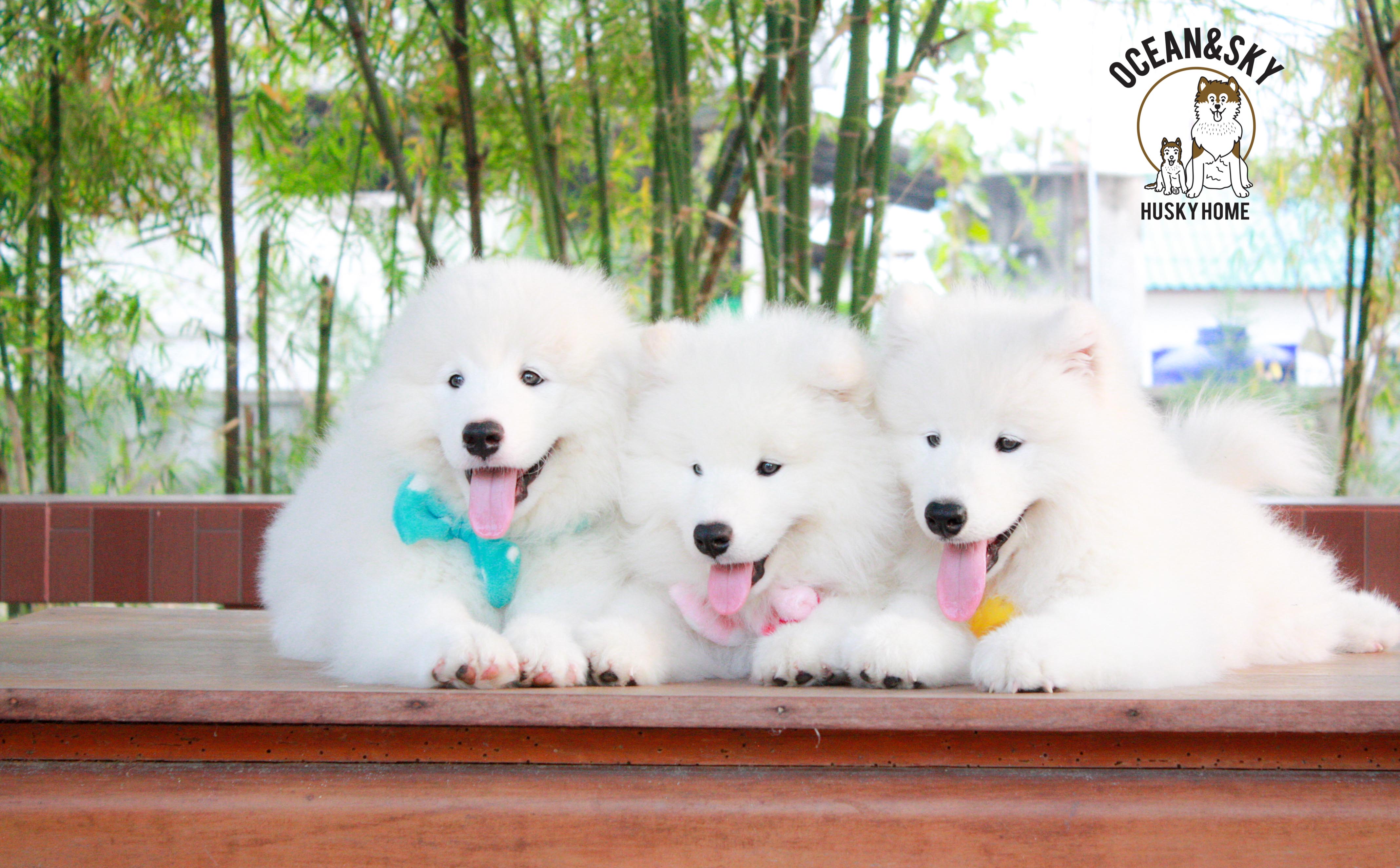 Samoyed , ซามอยด์ , ขายซามอยด์ , ขายSamoyed , ขายลูกสุนัขซามอยด์ ,ขายลูกสุนัขSamoyed