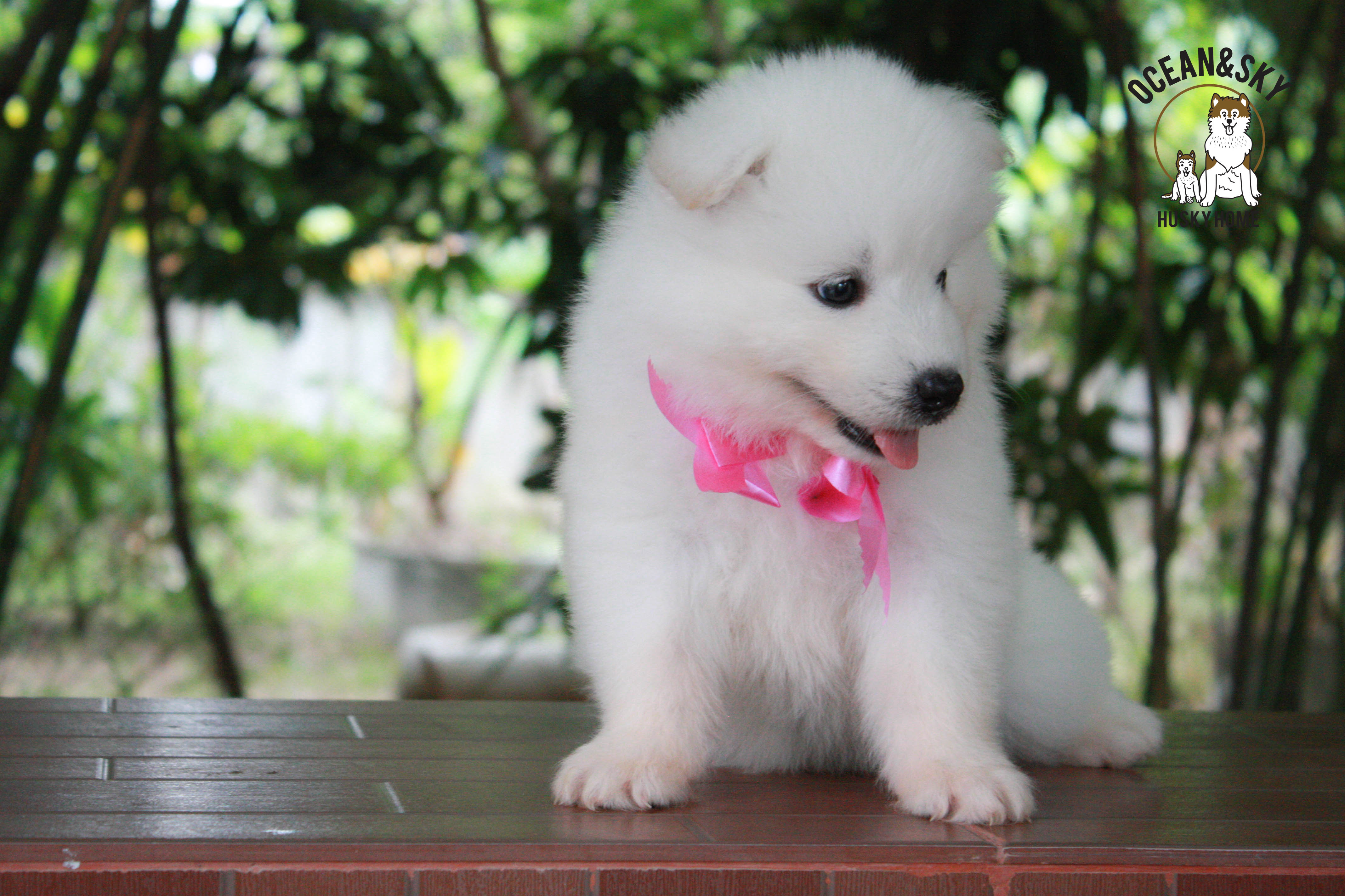 ซามอยด์ , samoyed , female