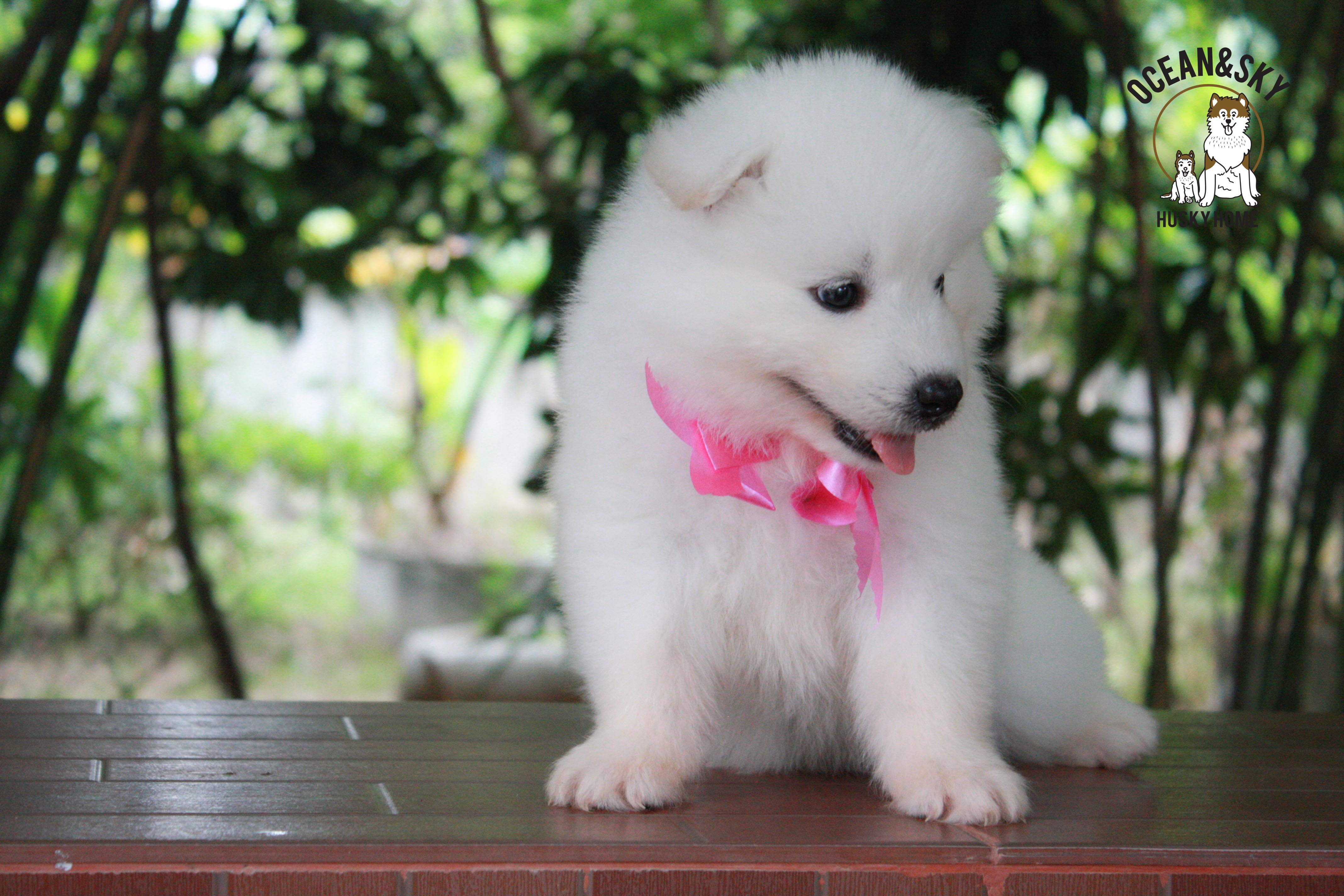 ซามอยด์ , samoyed , female