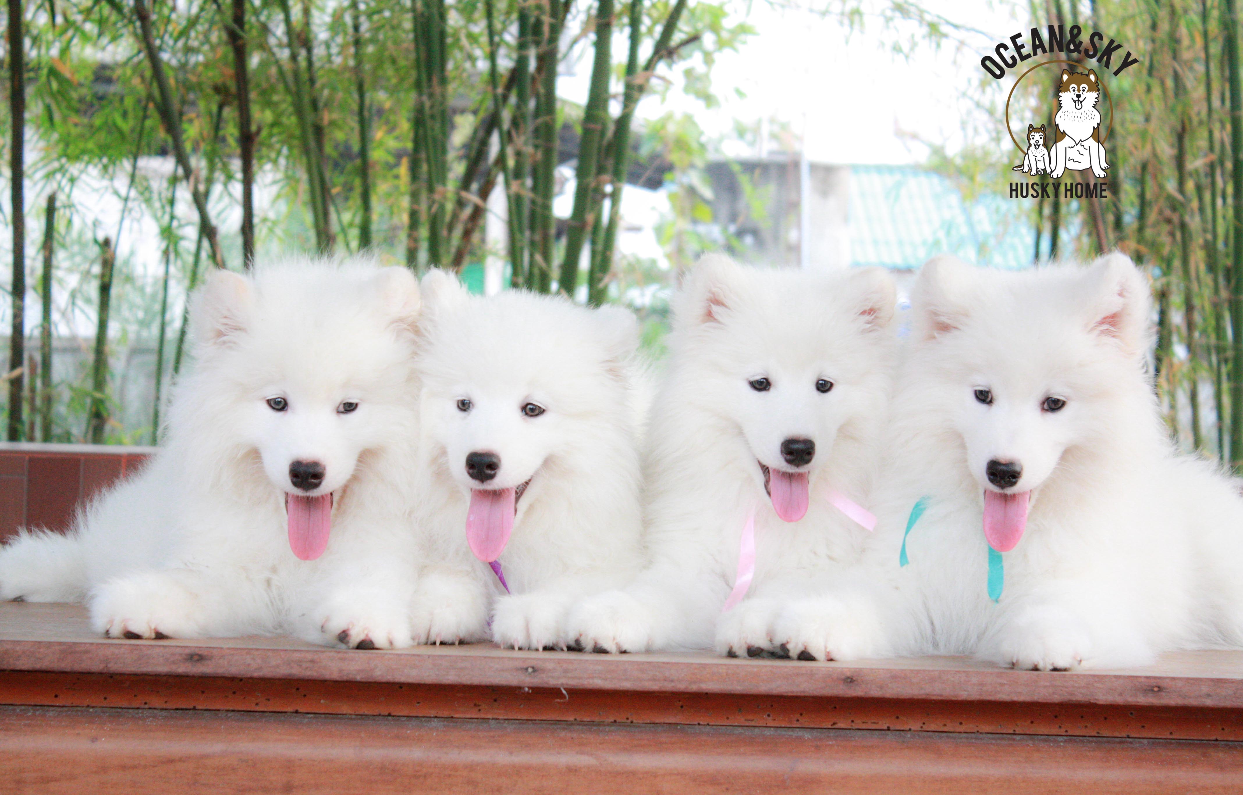 Samoyed , ซามอยด์ , ขายซามอยด์ , ขายSamoyed , ขายลูกสุนัขซามอยด์ ,ขายลูกสุนัขSamoyed