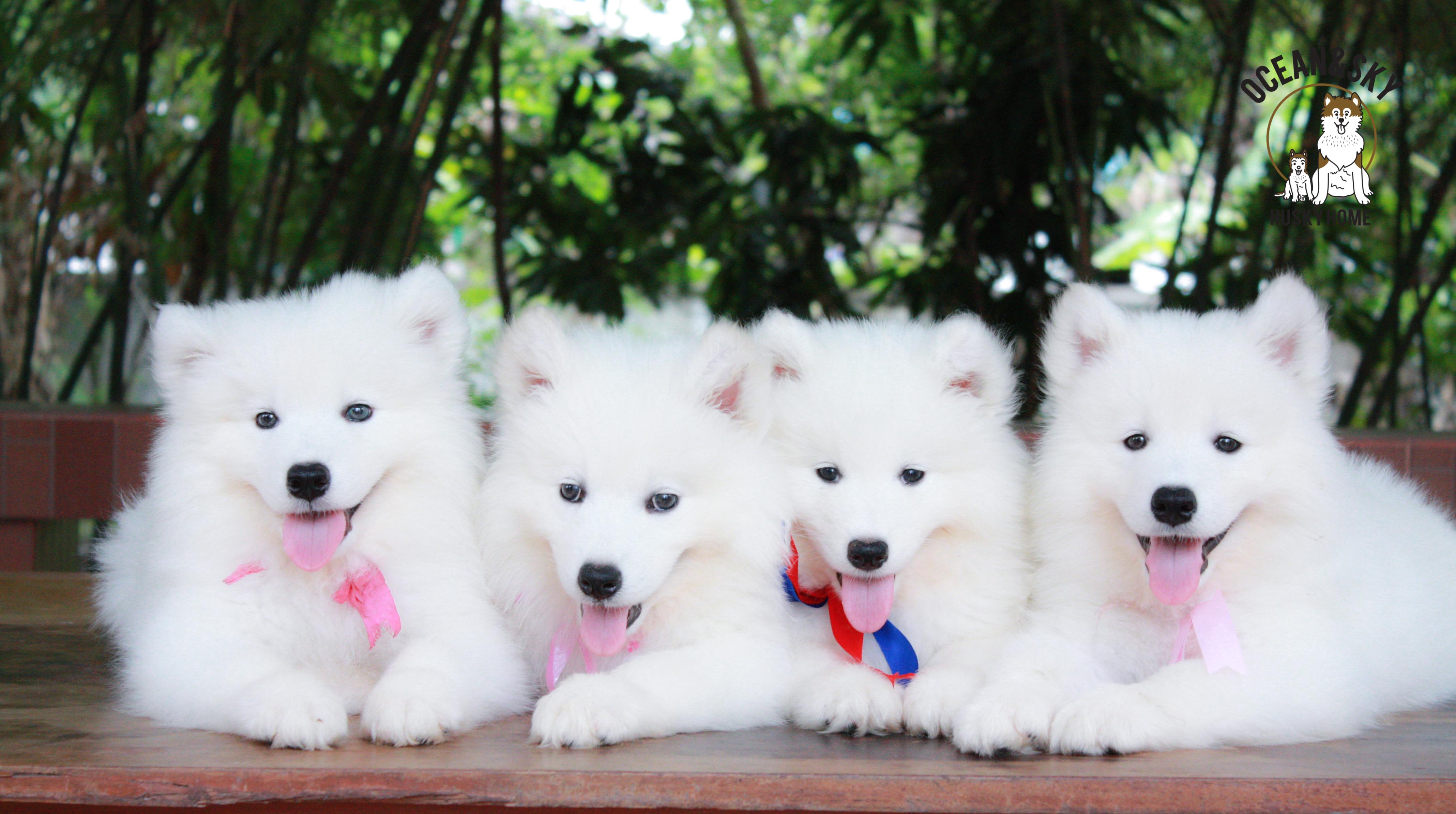 ลูกสุนัข ซามอยด์ Samoyed