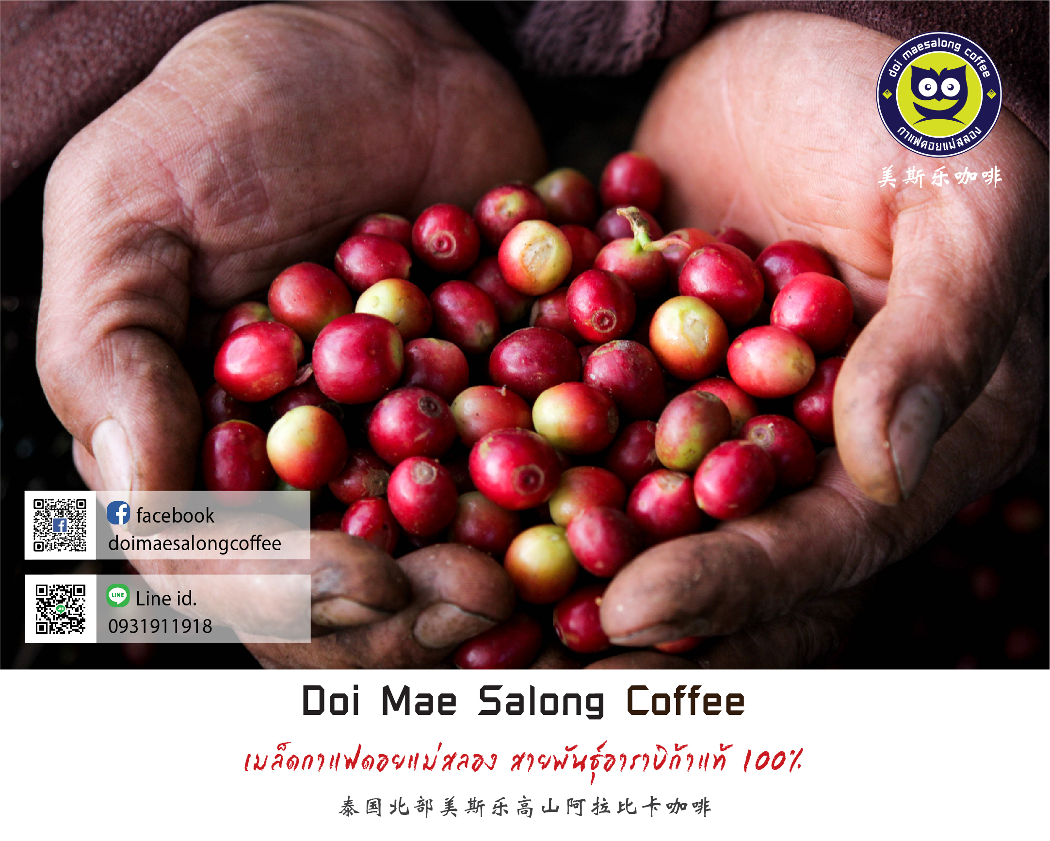 เมล็ดกาแฟคั่วกลางเข้ม เมล็ดกาแฟอาราบิก้า คุณภาพเกรดA