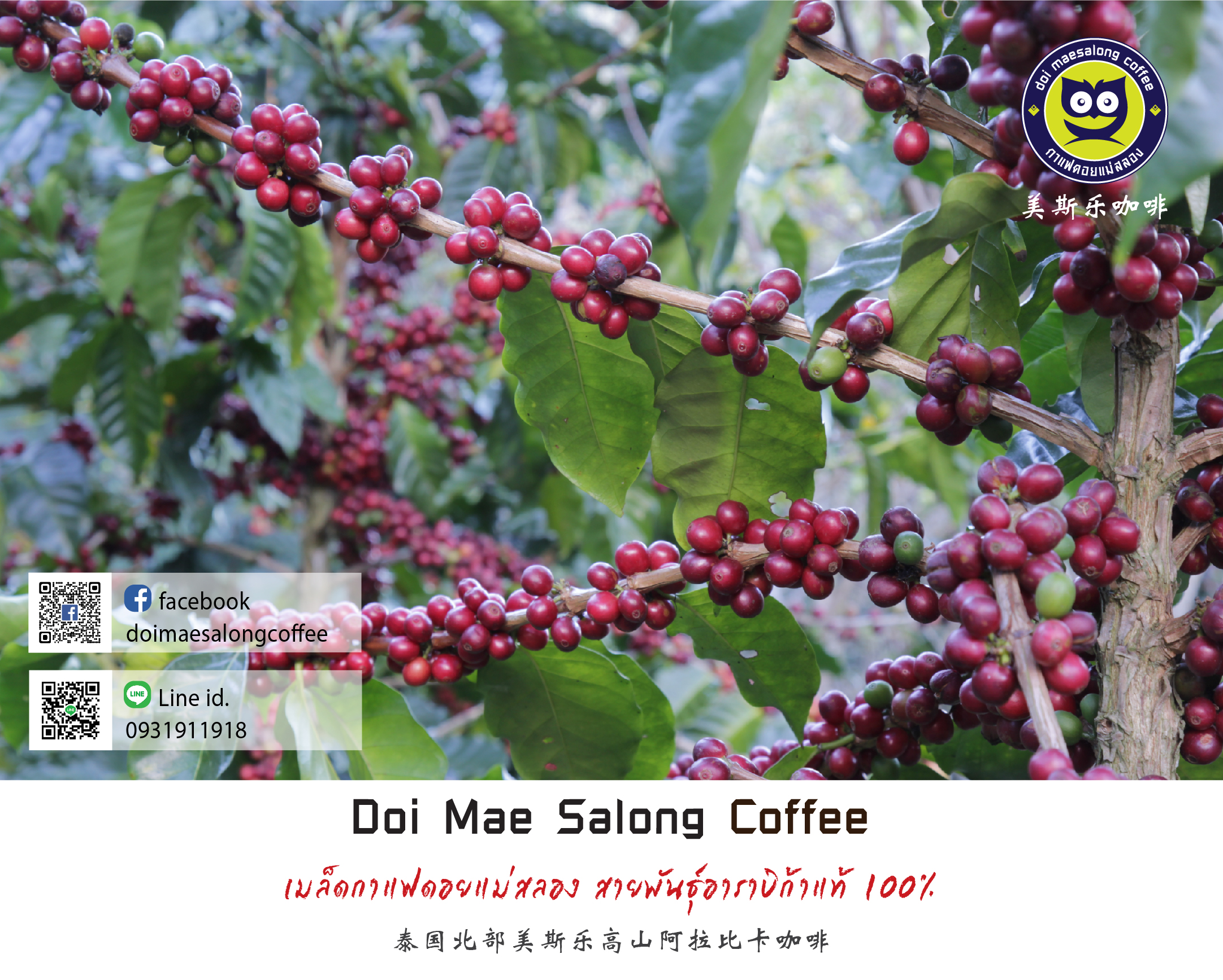 เมล็ดกาแฟคั่วกลางเข้ม เมล็ดกาแฟอาราบิก้า คุณภาพเกรดA