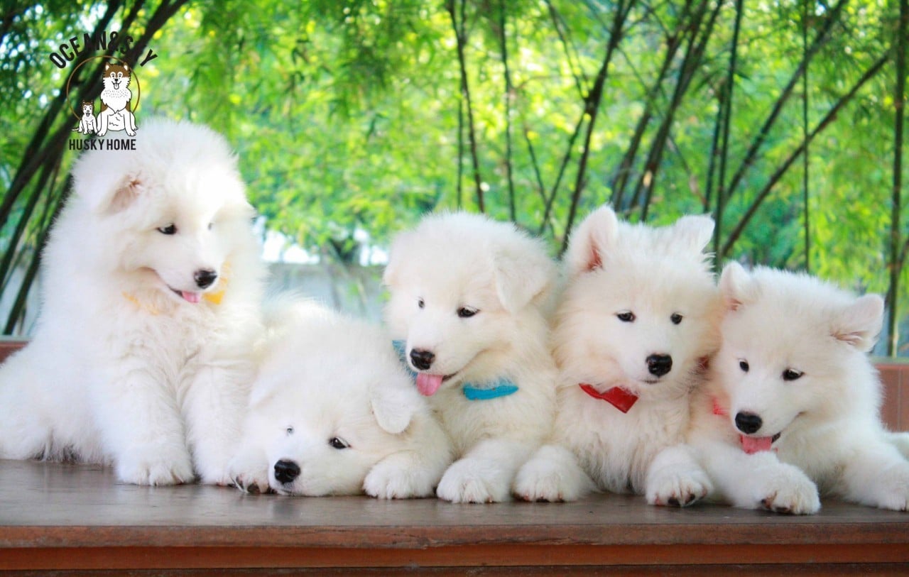 ซามอยด์ (Samoyed) ซามอยด์