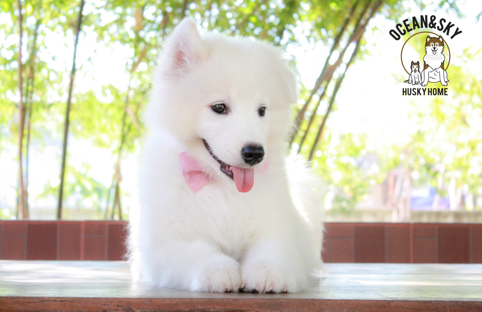ซามอยด์ (Samoyed) ซามอยด์