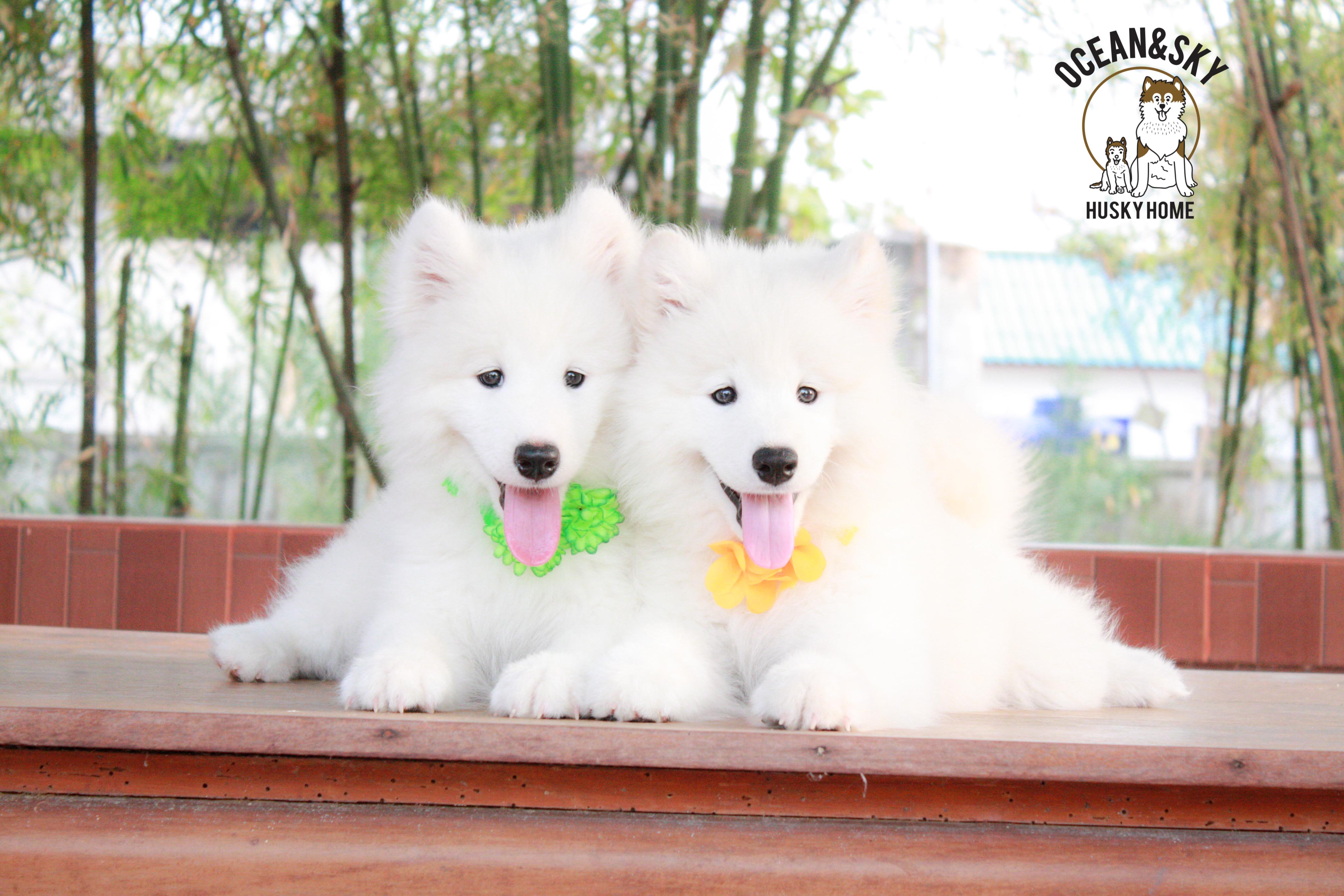 Samoyed , ซามอยด์ , ขายซามอยด์ , ขายSamoyed , ขายลูกสุนัขซามอยด์ ,ขายลูกสุนัขSamoyed