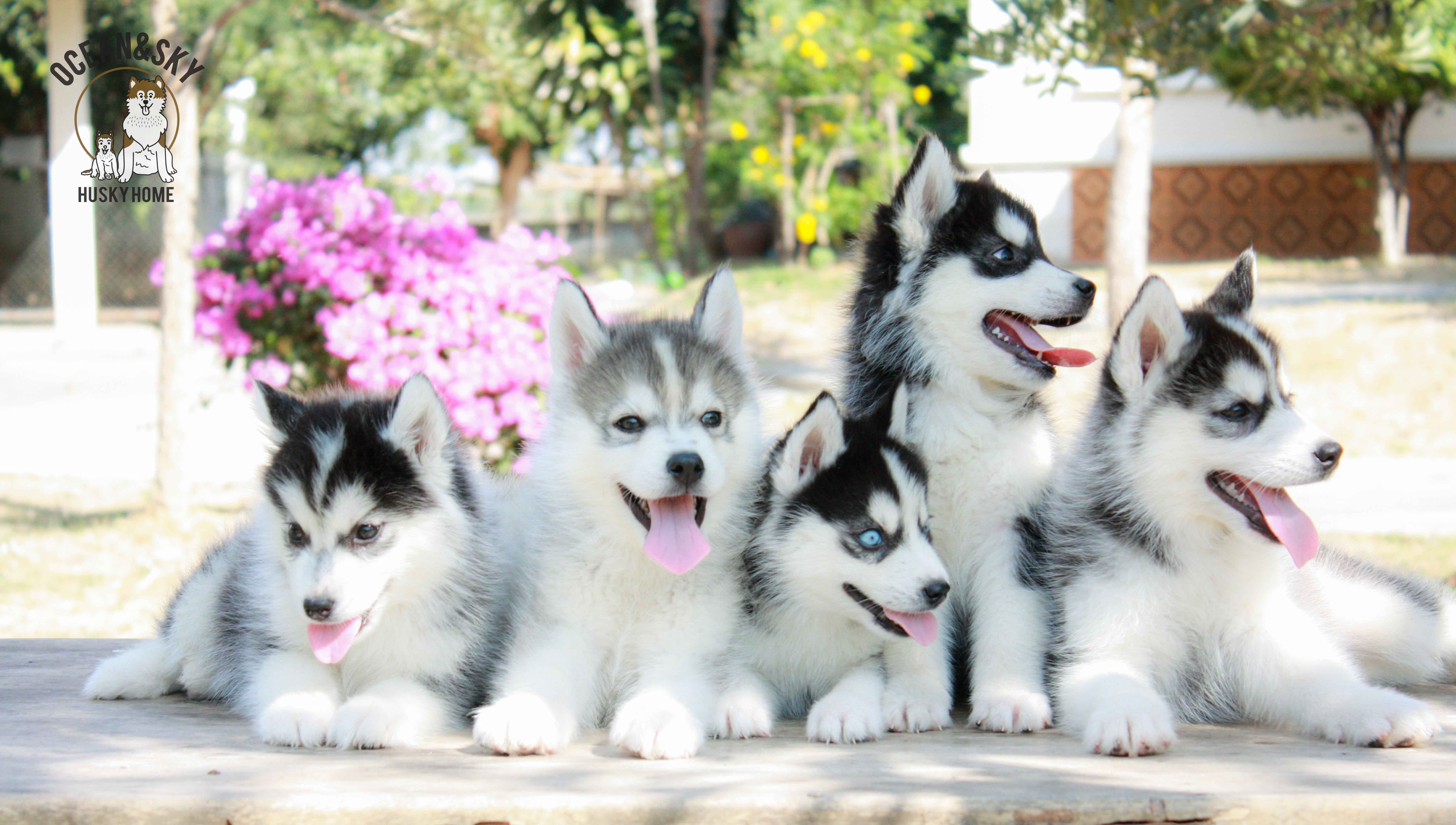 ขายสุนัขพันธุ์ ไซบีเรียน ฮัสกี้ ฟาร์มไซบีเรียน บลูโต้+เนปจูน