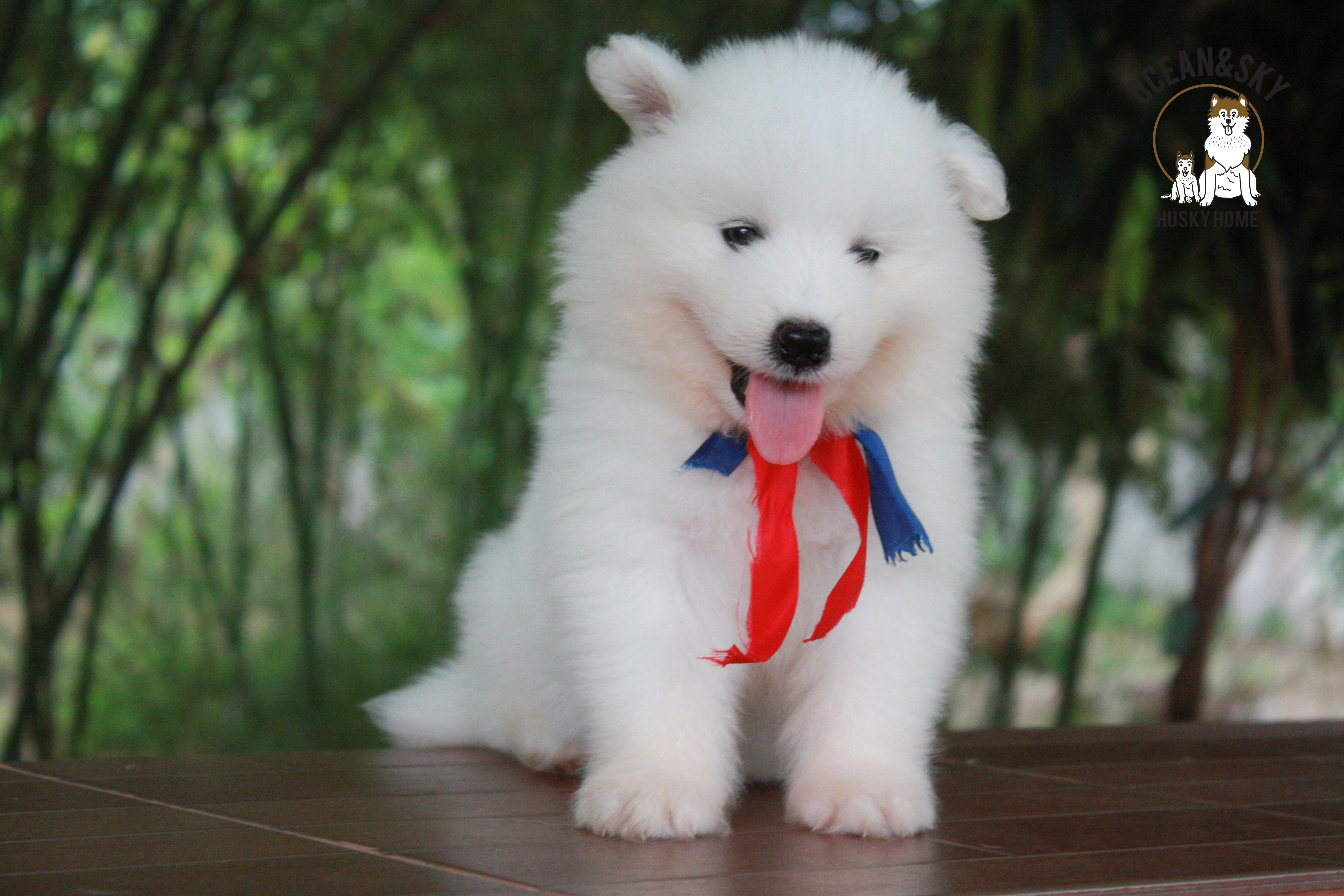 ซามอยด์ samoyed female