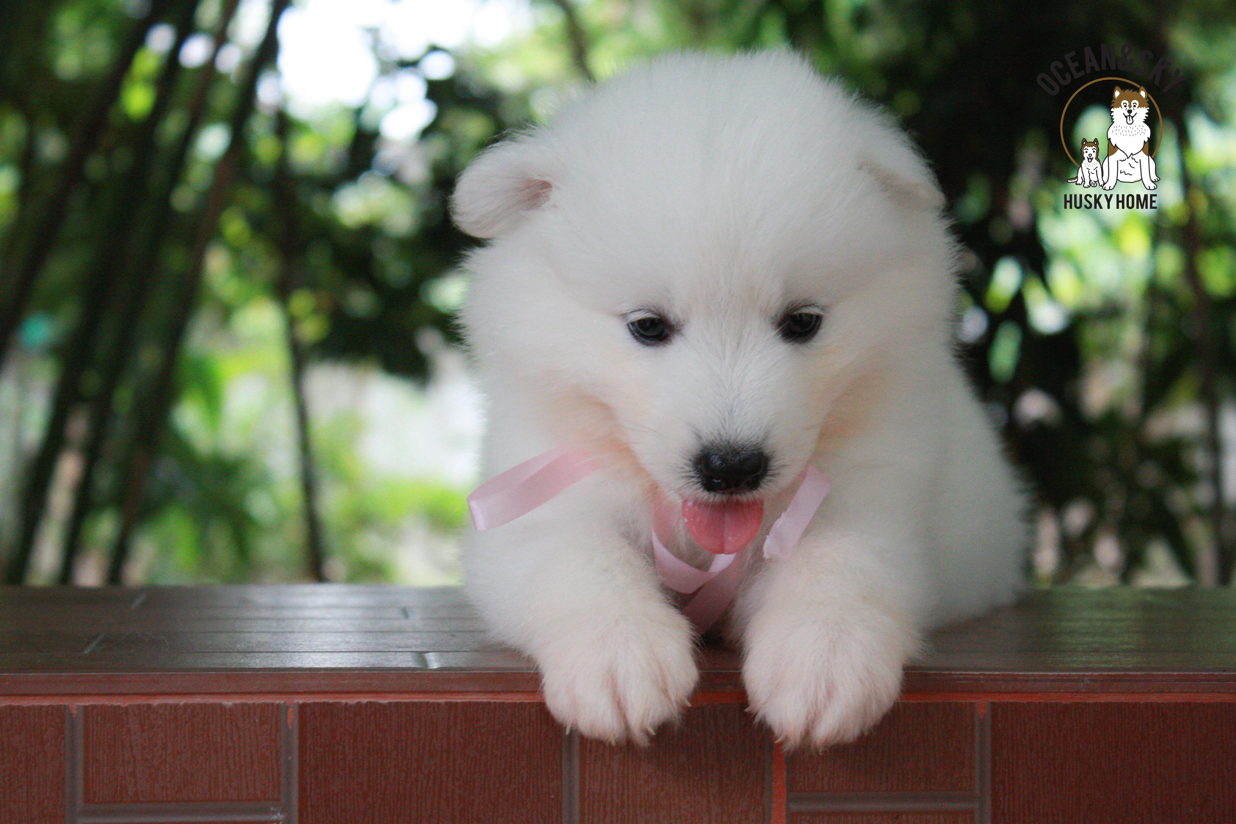 ซามอยด์ , samoyed , female