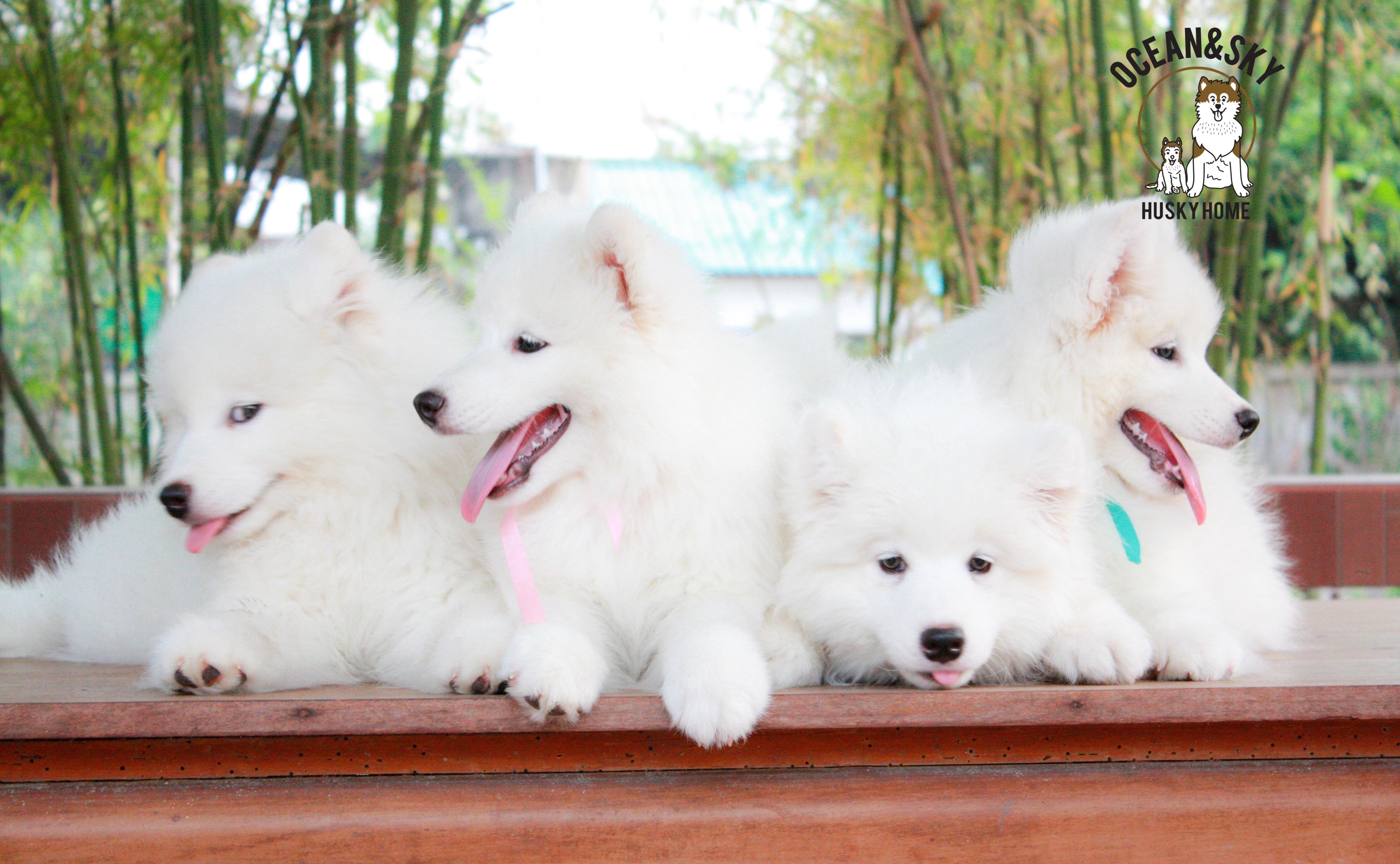 Samoyed , ซามอยด์ , ขายซามอยด์ , ขายSamoyed , ขายลูกสุนัขซามอยด์ ,ขายลูกสุนัขSamoyed