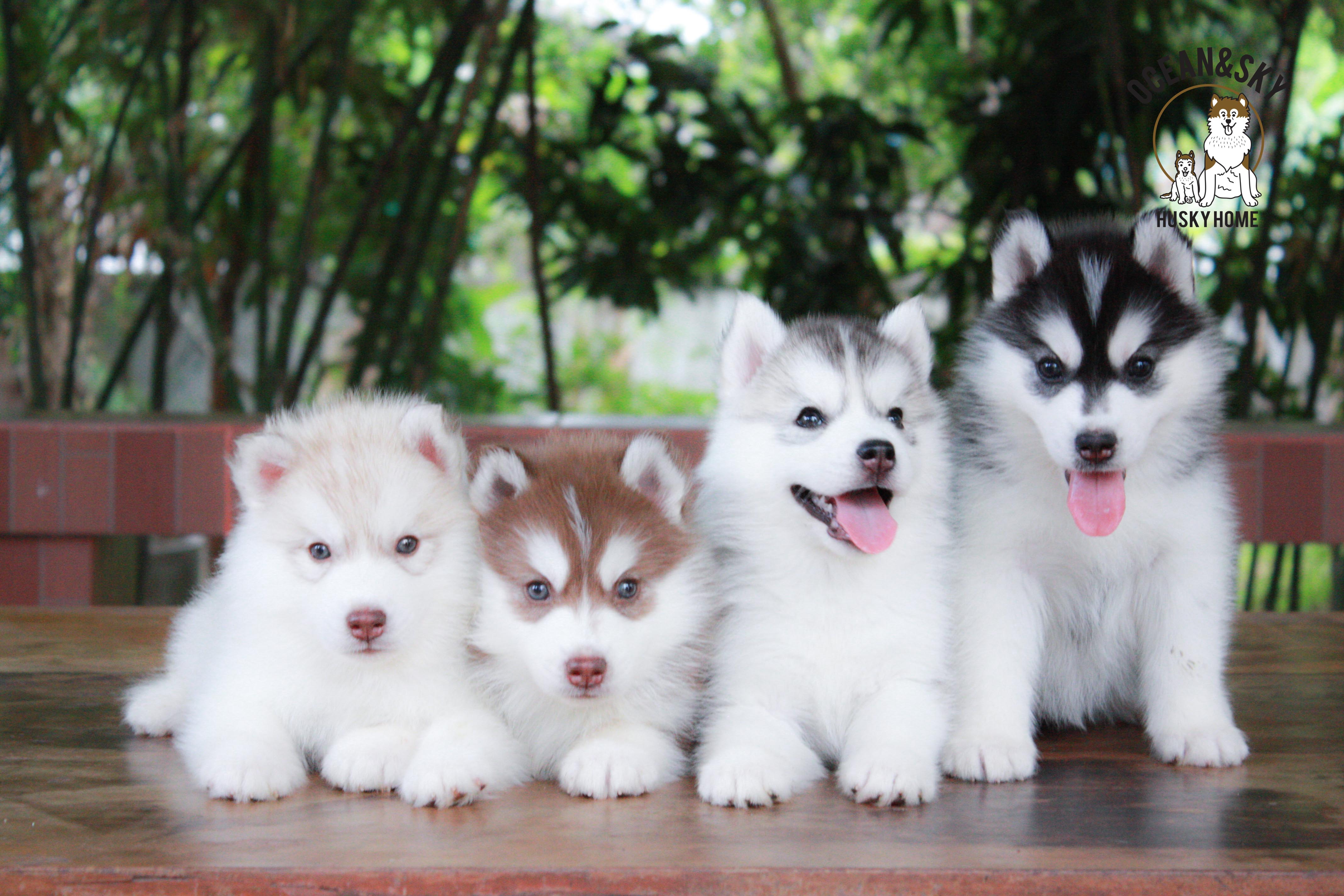 ไซบีเรียนขนฟู ราคาน่ารัก