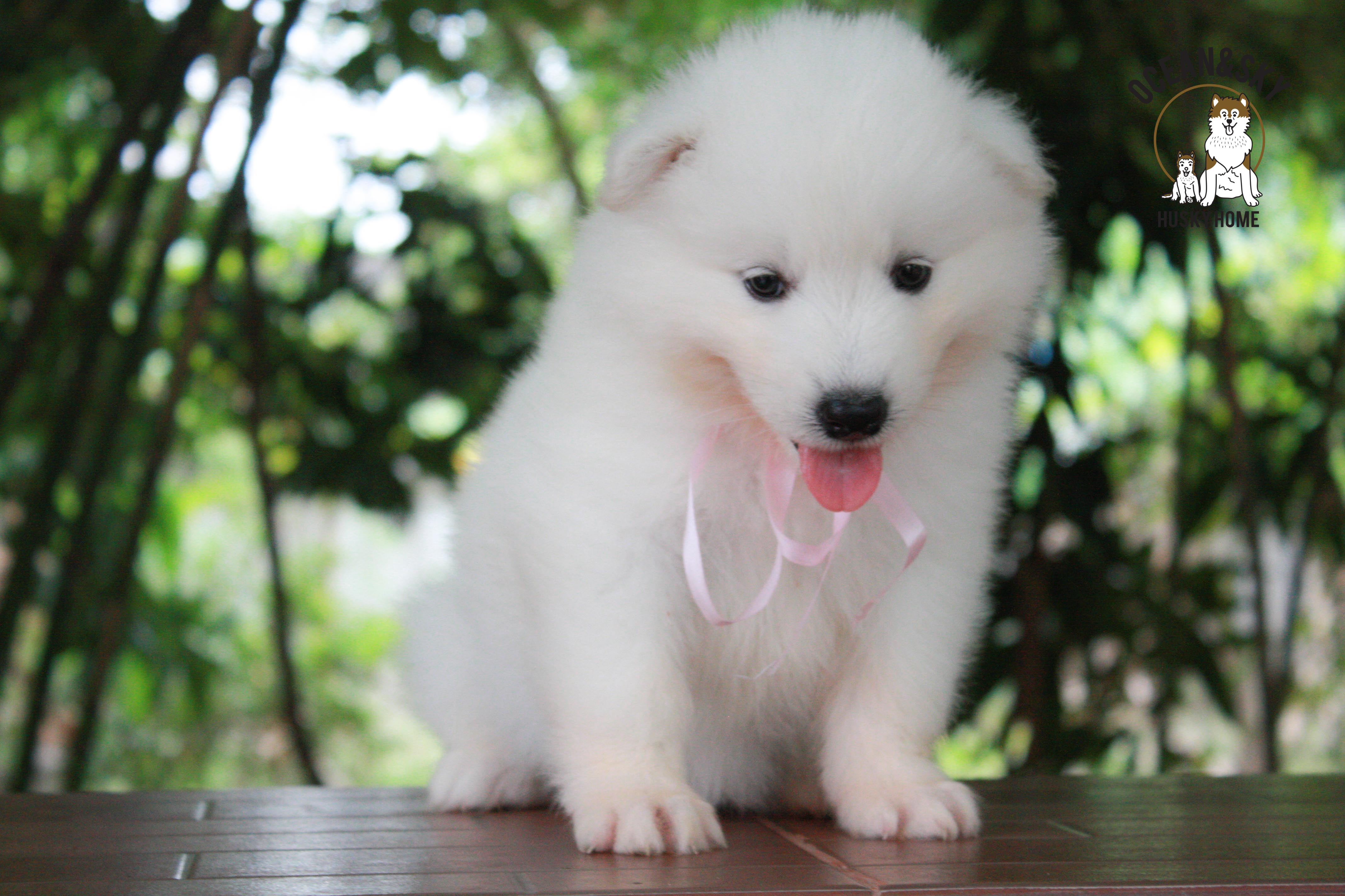 ซามอยด์ , samoyed , female