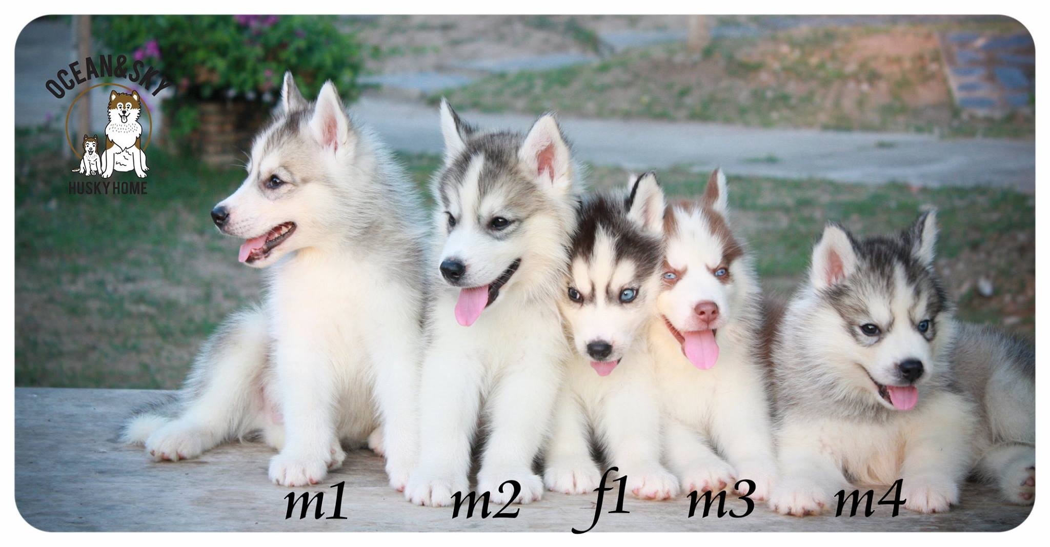 ลูกสุนัข ไซบีเรียน โอเชี่ยน + เนปจูน