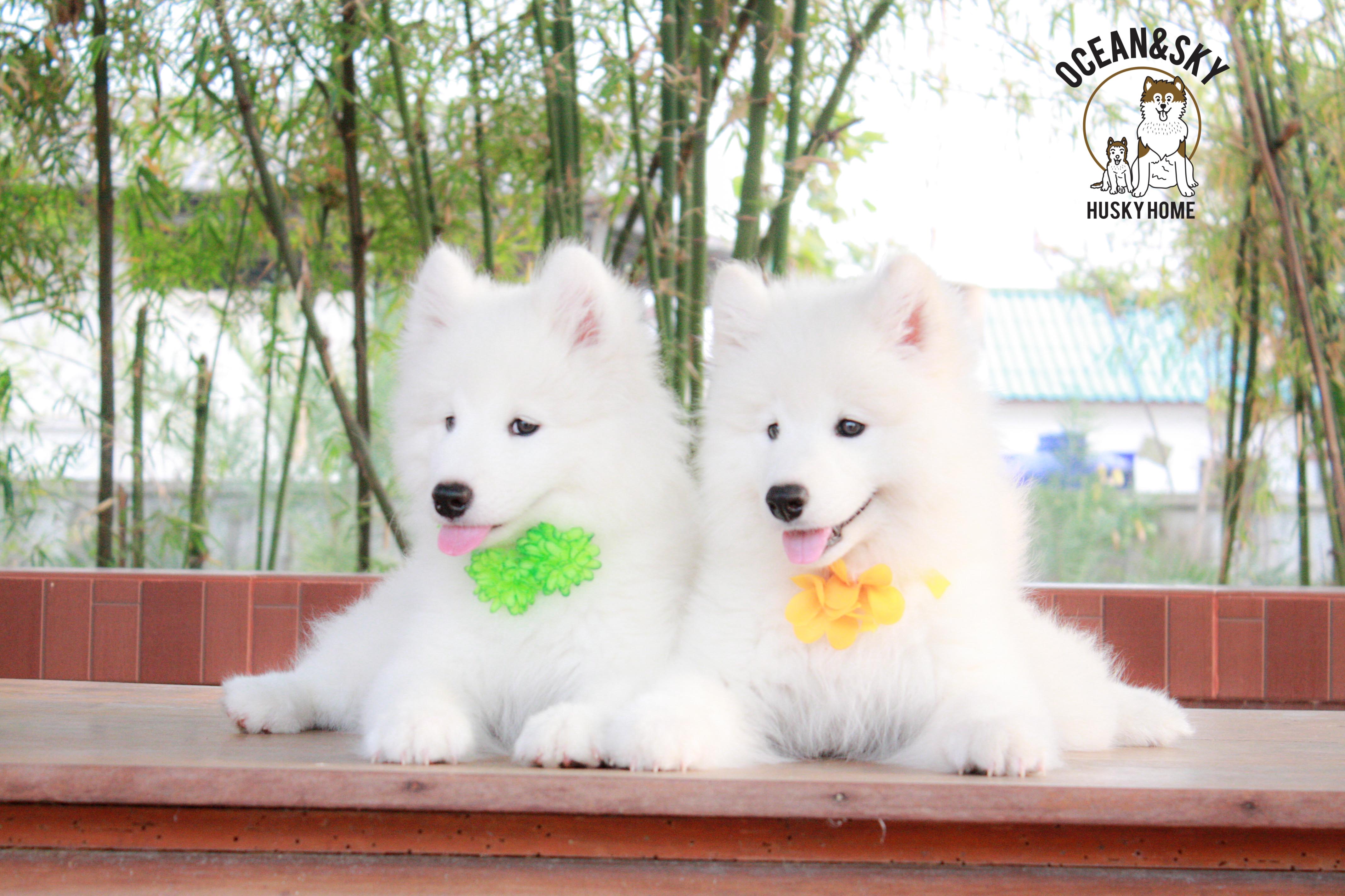 Samoyed , ซามอยด์ , ขายซามอยด์ , ขายSamoyed , ขายลูกสุนัขซามอยด์ ,ขายลูกสุนัขSamoyed