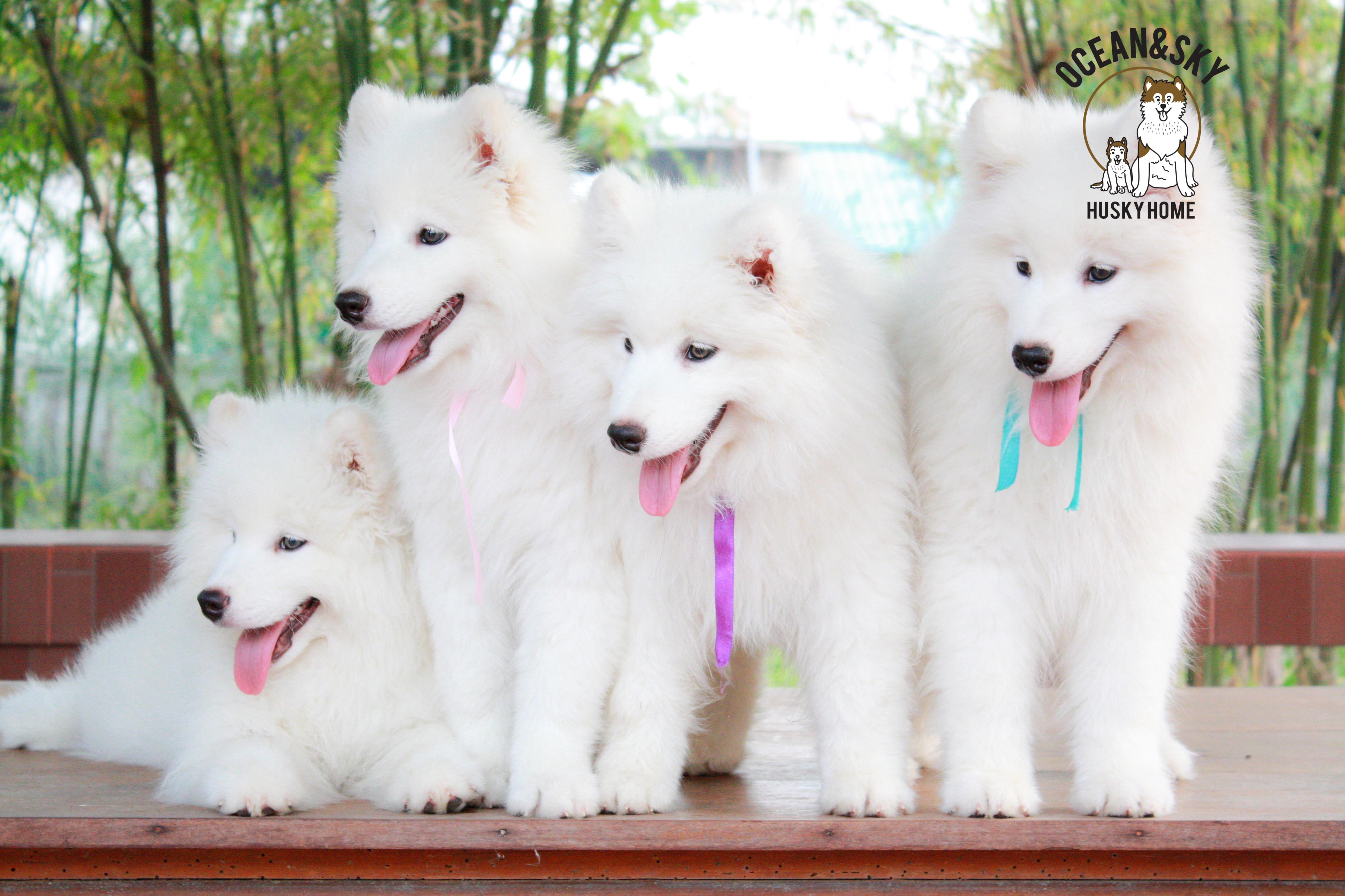 Samoyed , ซามอยด์ , ขายซามอยด์ , ขายSamoyed , ขายลูกสุนัขซามอยด์ ,ขายลูกสุนัขSamoyed