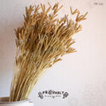 ดอกหญ้าแห้ง ดอกไม้แห้ง พร็อพถ่ายรูป prop ของตกแต่ง