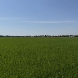 ขายที่ดินซอยคลองแอน34 (รหัสทรัพย์ 202529) ต.คลองสาม อ.คลองหลวง จ.ปทุมธานี