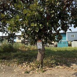 ขายที่ดิน ซอยบงกช48 ธัญบุรี คลองสอง (รหัสทรัพย์ 202526) ต.คลองสอง อ.คลองหลวง จ.ปทุมธานี