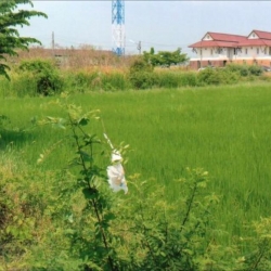 ขายที่ดิน ขนาด 38 ไร่ บางคูวัด ปทุมธานี ติดถนนซอย กว้าง 5 เมตร รหัส L4