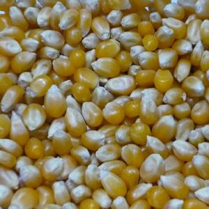 เมล็ดป๊อปคอร์น