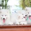 Samoyed , ซามอยด์ , ขายซามอยด์ , ขายSamoyed , ขายลูกสุนัขซามอยด์ ,ขายลูกสุนัขSamoyed