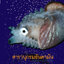 สารานุกรมอันดามัน (ฉบับปกแข็ง)