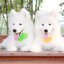 Samoyed , ซามอยด์ , ขายซามอยด์ , ขายSamoyed , ขายลูกสุนัขซามอยด์ ,ขายลูกสุนัขSamoyed