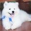 เพศผู้ อัปเดท น้อง ซามอยด์ (Samoyed) อายุ 75