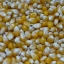 เมล็ดข้าวโพด มัชรูม ป๊อปคอร์น ยี่ห้อ morrisan farm