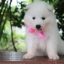 ซามอยด์ , samoyed , female