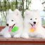 Samoyed , ซามอยด์ , ขายซามอยด์ , ขายSamoyed , ขายลูกสุนัขซามอยด์ ,ขายลูกสุนัขSamoyed