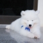 เพศผู้ อัปเดท น้อง ซามอยด์ (Samoyed) อายุ 75