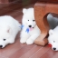 เพศผู้ อัปเดท น้อง ซามอยด์ (Samoyed) อายุ 75