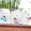 Samoyed , ซามอยด์ , ขายซามอยด์ , ขายSamoyed , ขายลูกสุนัขซามอยด์ ,ขายลูกสุนัขSamoyed