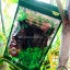 ชาเจียวกู่หลานชนิดใบชาเกรดA 100กรัม(ซื้อ1 แถม1)