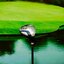 Fairway Honma Beres C-01 5/17° ★★★★ (ARMRQ6 62g) / (S) D3/ 336