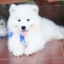 เพศผู้ อัปเดท น้อง ซามอยด์ (Samoyed) อายุ 75