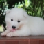 ซามอยด์ , samoyed , female