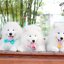 Samoyed , ซามอยด์ , ขายซามอยด์ , ขายSamoyed , ขายลูกสุนัขซามอยด์ ,ขายลูกสุนัขSamoyed