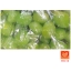 ลูกสมอแช่อิ่มสีเขียว (Preserve Chebulic Myrobalans)