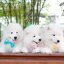 Samoyed , ซามอยด์ , ขายซามอยด์ , ขายSamoyed , ขายลูกสุนัขซามอยด์ ,ขายลูกสุนัขSamoyed