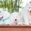 Samoyed , ซามอยด์ , ขายซามอยด์ , ขายSamoyed , ขายลูกสุนัขซามอยด์ ,ขายลูกสุนัขSamoyed