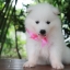 ซามอยด์ , samoyed , female